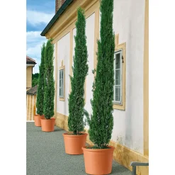 Übertopf Cilindro Bordato 12 cm
