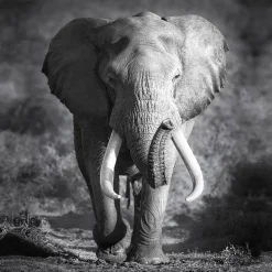Canvas-Art Elefant 30 x 30 cm