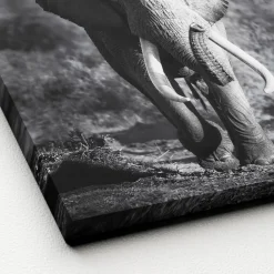 Canvas-Art Elefant 30 x 30 cm