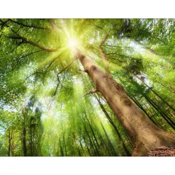 Canvas-Art Wald 60 x 80 cm