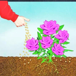 Compo BIO Rosen Langzeit-Dünger mit Schafwolle 0,75 L