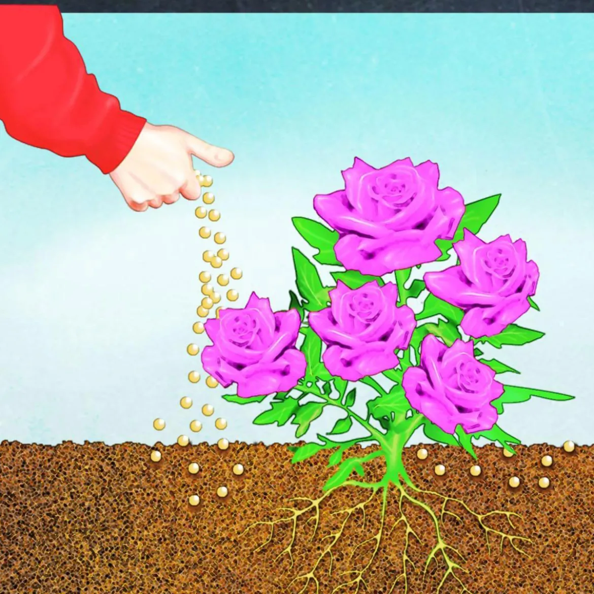 Compo BIO Rosen Langzeit-Dünger mit Schafwolle 0,75 L