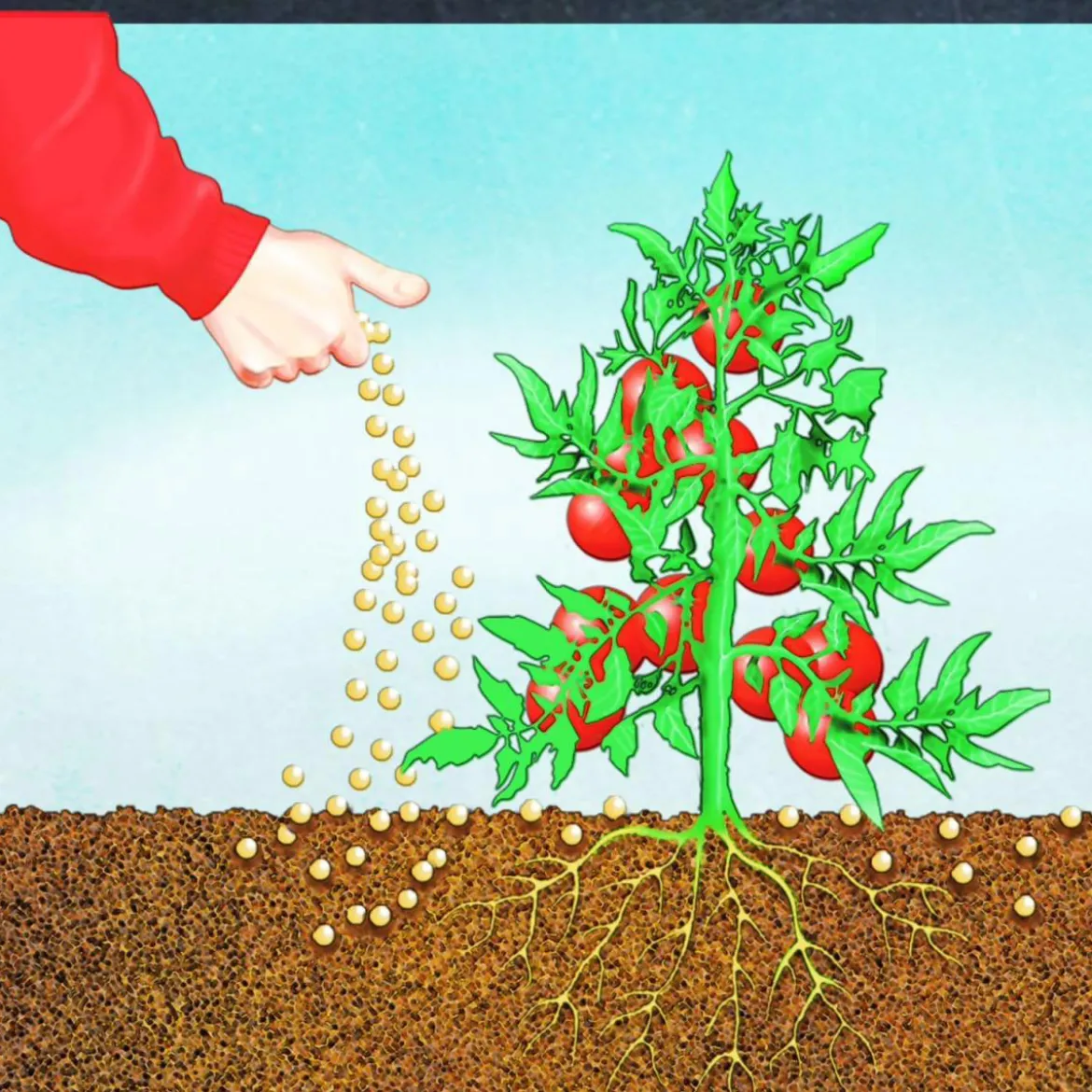 Compo BIO Tomaten Langzeit-Dünger mit Schafwolle 750 g