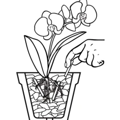 Compo Düngestäbchen für Orchideen 20 Stäbchen