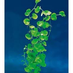 Dennerle Wasserpflanzen für Aquarien