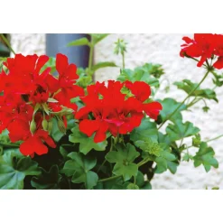 Geranie hängend verschieden Farben Topf Durchmesser 12 cm