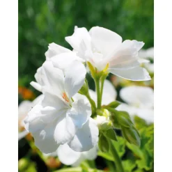 Geranie hängend verschieden Farben Topf Durchmesser 12 cm