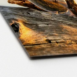 Glas-Art Drop On Wood 50 x 50 Glasbild