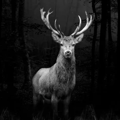 Glas-Art Grey Deer Head 20 x 20 Glasbild