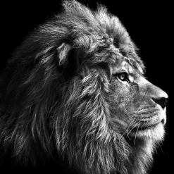 Glas-Art Grey Lion Head 20 x 20 Glasbild