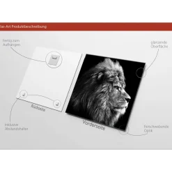 Glas-Art Grey Lion Head 20 x 20 Glasbild