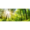 Glas-Art Towards The Sun 50 x 125 cm Glasbild