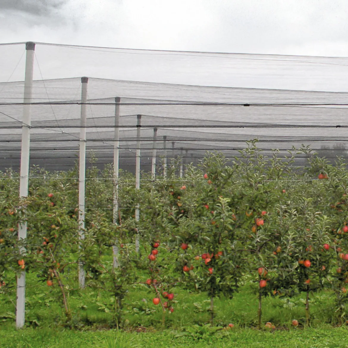 Hagelschutz-Netz 5x2m gruenMaschenweite 8mm
