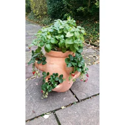 Haveson Erdbeer- und Kräutertopf Giardino