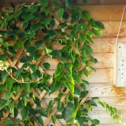 Holz-Spalier 45x180cm