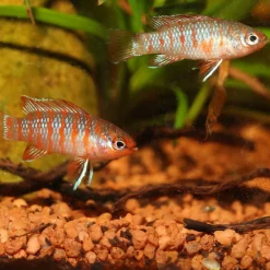 JBLPRONOVO CICHLID GRANO S 250ml CLICK