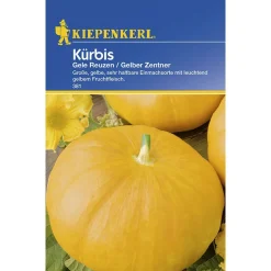 Kiepenkerl Kürbis Gele Reuzen Gelber Zentner