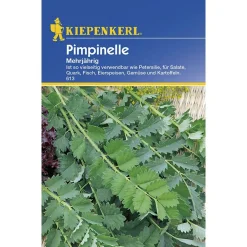 Kiepenkerl Pimpinelle mehrjährig