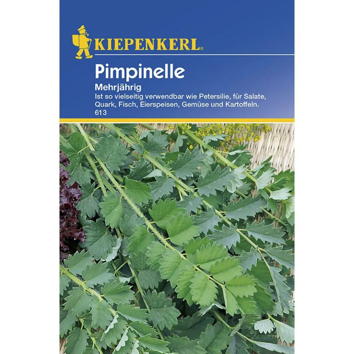 Kiepenkerl Pimpinelle mehrjährig