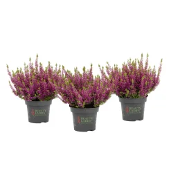 Knospenblüher Beauty Ladies Topf- Durchmesser 11 cm