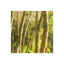 KomarVlies Fototapete Blütenzauberwald 450x280 cm