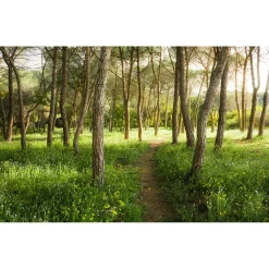KomarVlies Fototapete Blütenzauberwald 450x280 cm