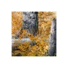 KomarVlies Fototapete Colorful Aspenwoods 450x280 cm