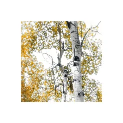 KomarVlies Fototapete Colorful Aspenwoods 450x280 cm