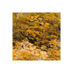KomarVlies Fototapete Colorful Aspenwoods 450x280 cm