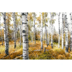KomarVlies Fototapete Colorful Aspenwoods 450x280 cm