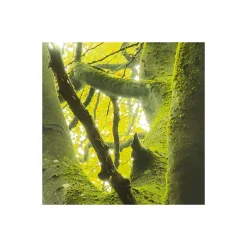 KomarVlies Fototapete Der Traumbaum 450x280 cm