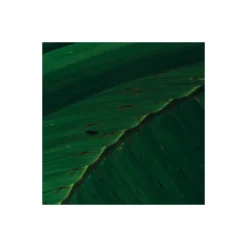 KomarVlies Fototapete Dschungeldach II 450x280 cm