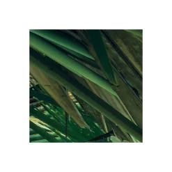 KomarVlies Fototapete Dschungeldach 450x280 cm