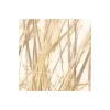 KomarVlies Fototapete Dune Grass 400x250 cm
