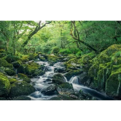 KomarVlies Fototapete Green Tales 400x250 cm