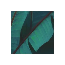KomarVlies Fototapete Jungle Morning 400x250 cm