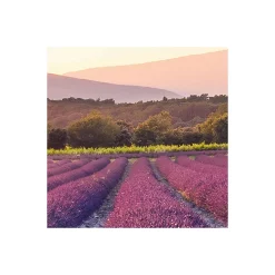 KomarVlies Fototapete Lavender Dream 450x280 cm