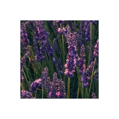 KomarVlies Fototapete Lavender Dream 450x280 cm