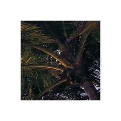 KomarVlies Fototapete Palmtrees on Beach 200x250 cm