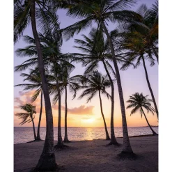 KomarVlies Fototapete Palmtrees on Beach 200x250 cm