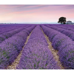 KomarVlies Fototapete Provence 300x250 cm
