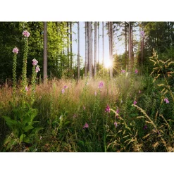 KomarVlies Fototapete Summer Glade 350x250 cm