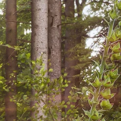 KomarVlies Fototapete Summer Glade 350x250 cm