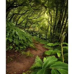 KomarVlies Fototapete The Path 200x250 cm