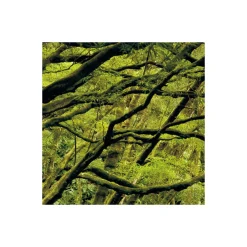 KomarVlies Fototapete The Path 200x250 cm