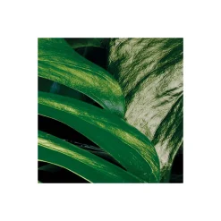 KomarVlies Fototapete Tropical Wall 400x250 cm