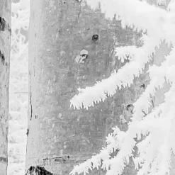 KomarVlies Fototapete Winter Wood 400x280 cm