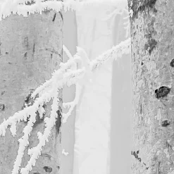 KomarVlies Fototapete Winter Wood 400x280 cm