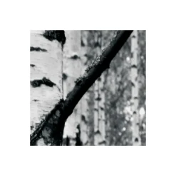 KomarVlies Fototapete Woods 400x270 cm