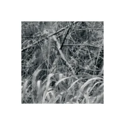 KomarVlies Fototapete Woods 400x270 cm
